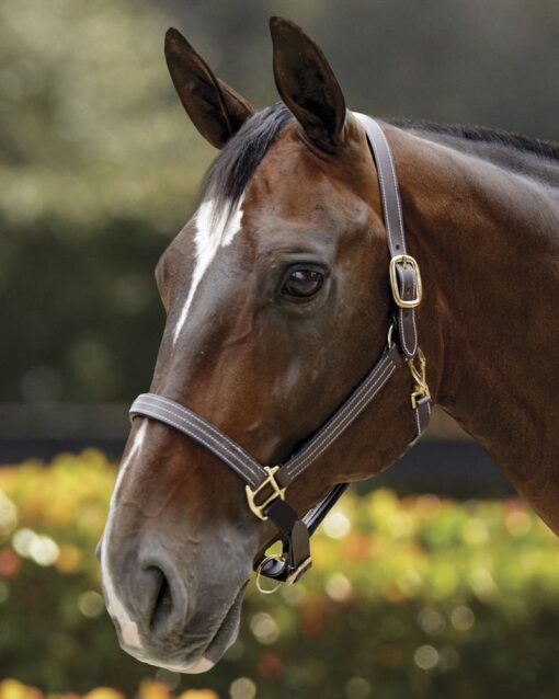 DS Premium Triple-Stitched Halter